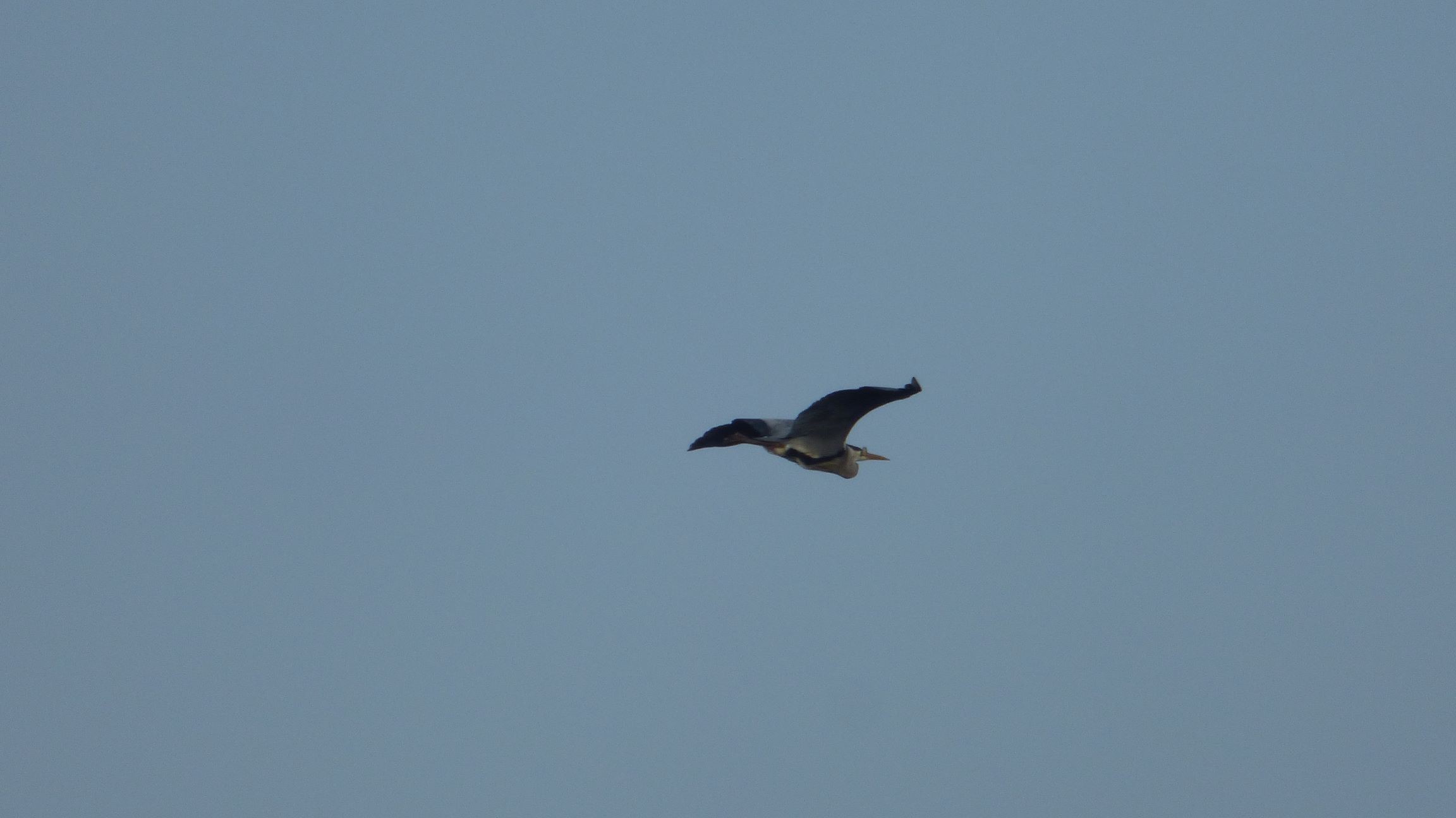 Blauwe reiger (Groene Jonker). Foto van Martijn Budding.